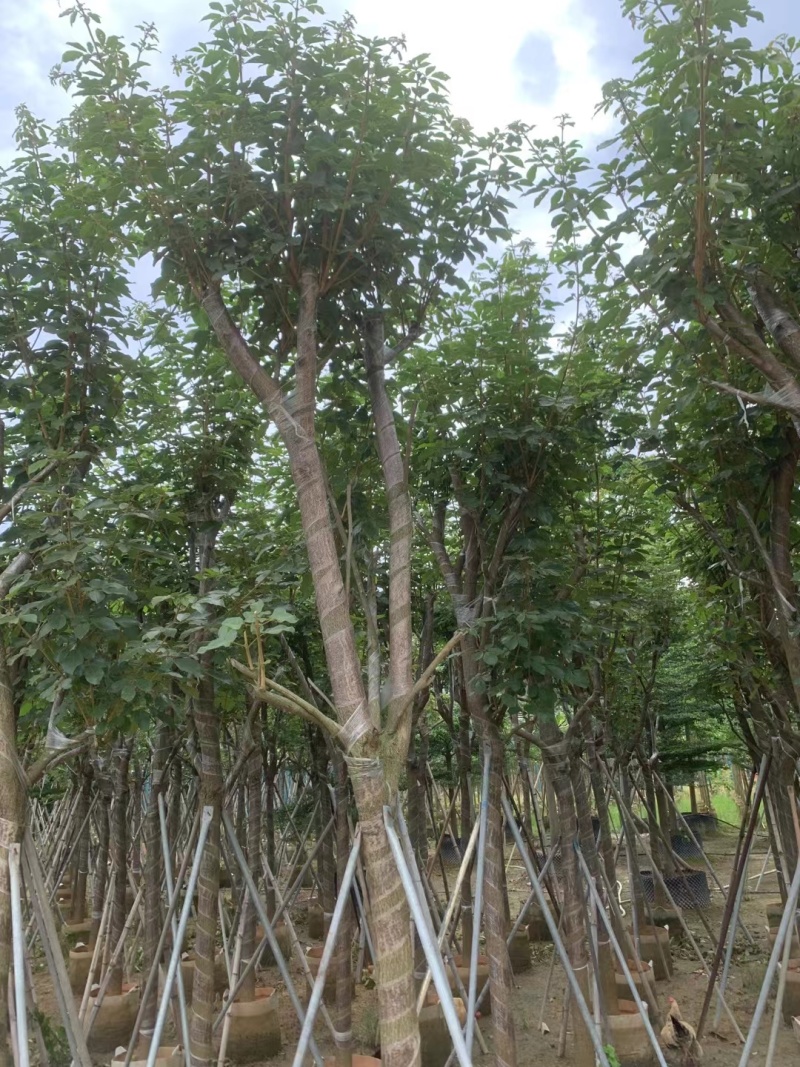 黄花风铃木8-12公分出售，基地直销