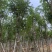 黄花风铃木8-12公分出售，基地直销