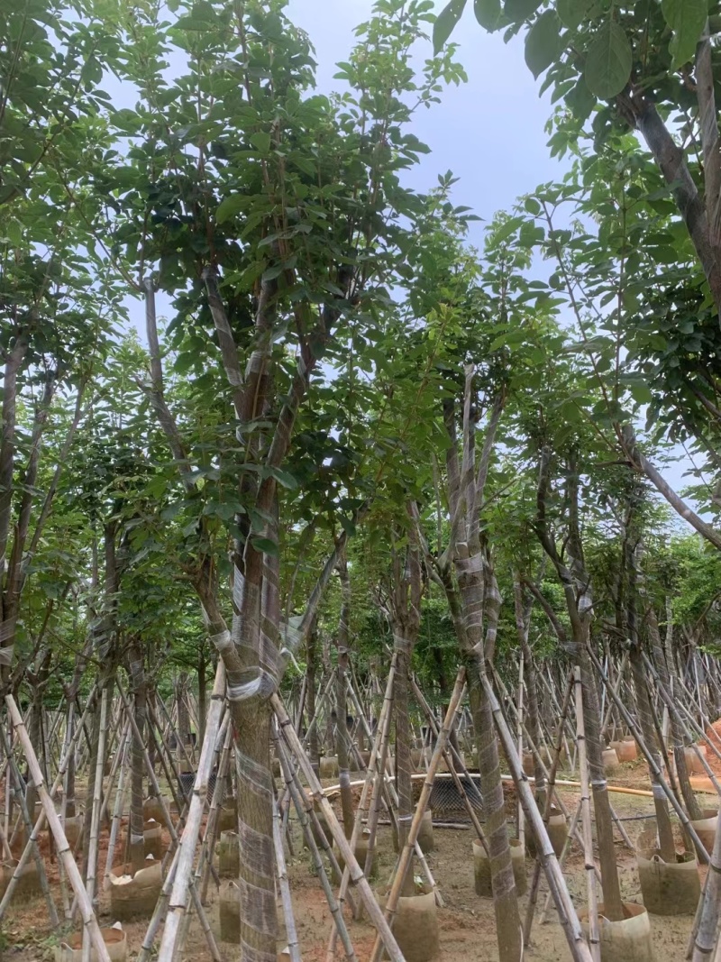 黄花风铃木8-12公分出售，基地直销