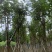 黄花风铃木8-12公分出售，基地直销