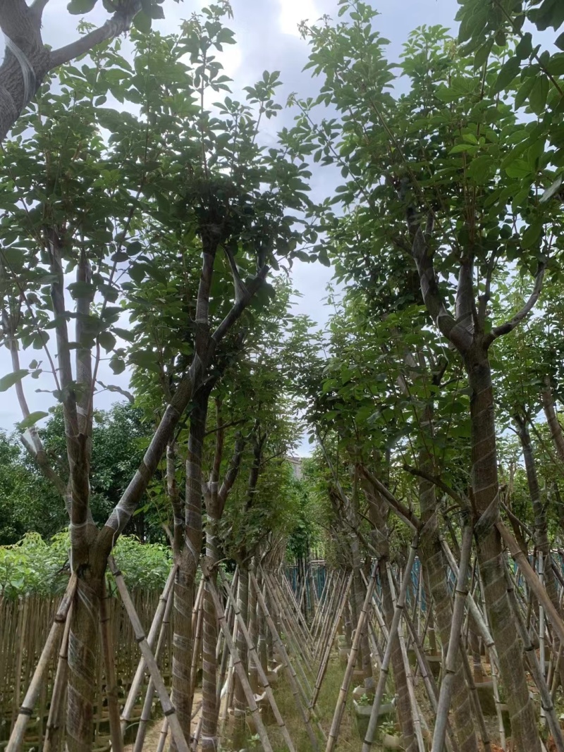 黄花风铃木8-12公分出售，基地直销