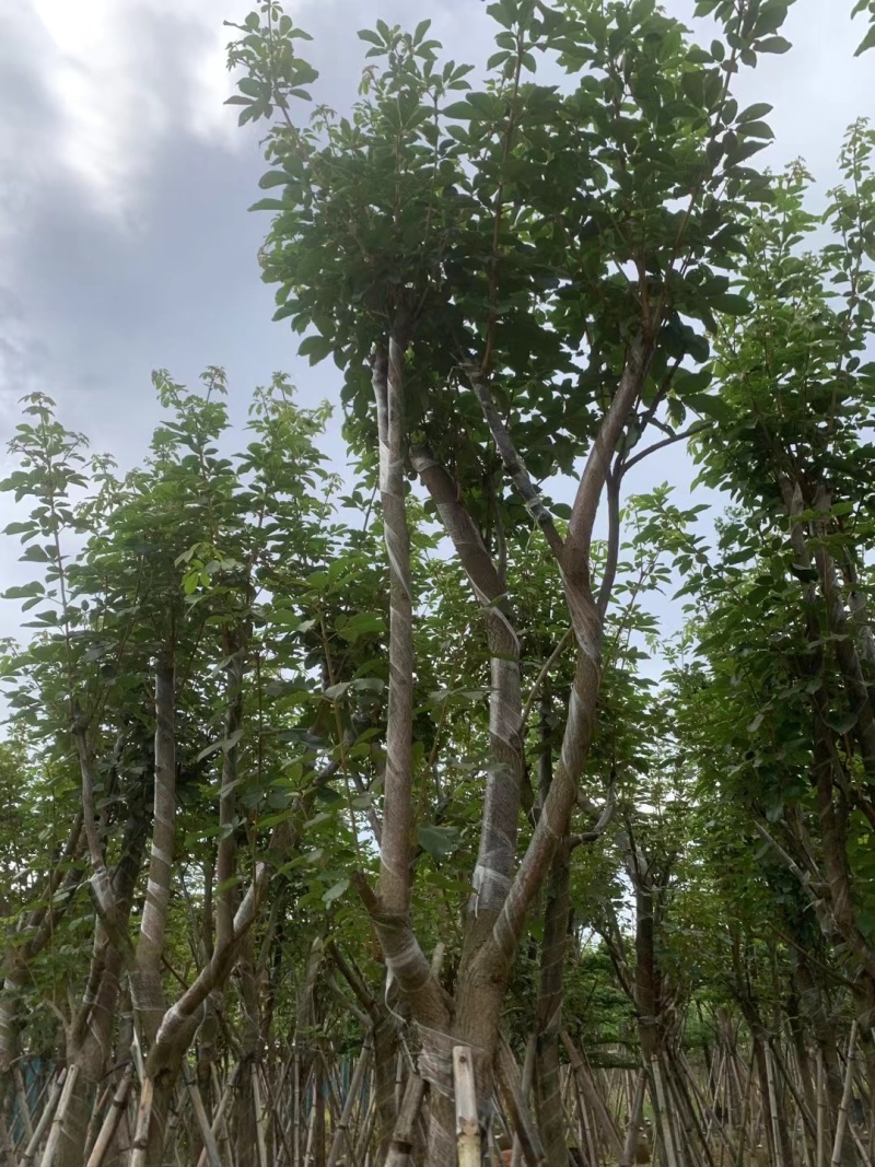 黄花风铃木8-12公分出售，基地直销