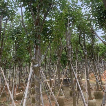 黄花风铃木8-12公分出售，基地直销