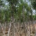 黄花风铃木8-12公分出售，基地直销