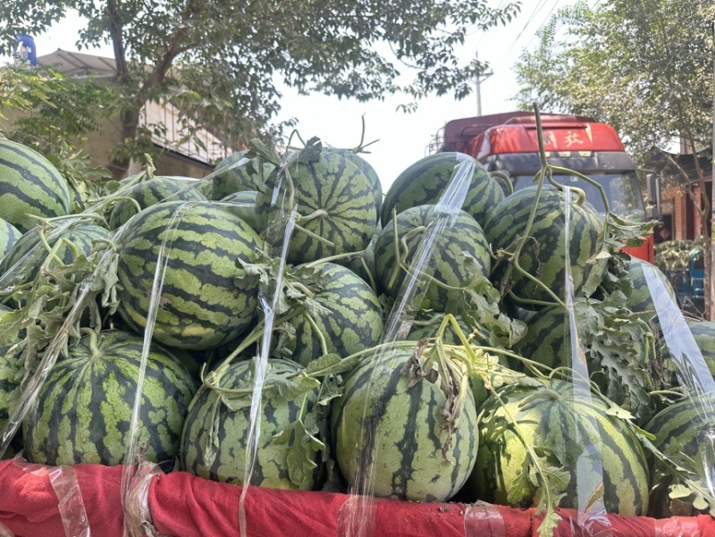 露天大美度西瓜大红瓤小剥皮产地河南开封