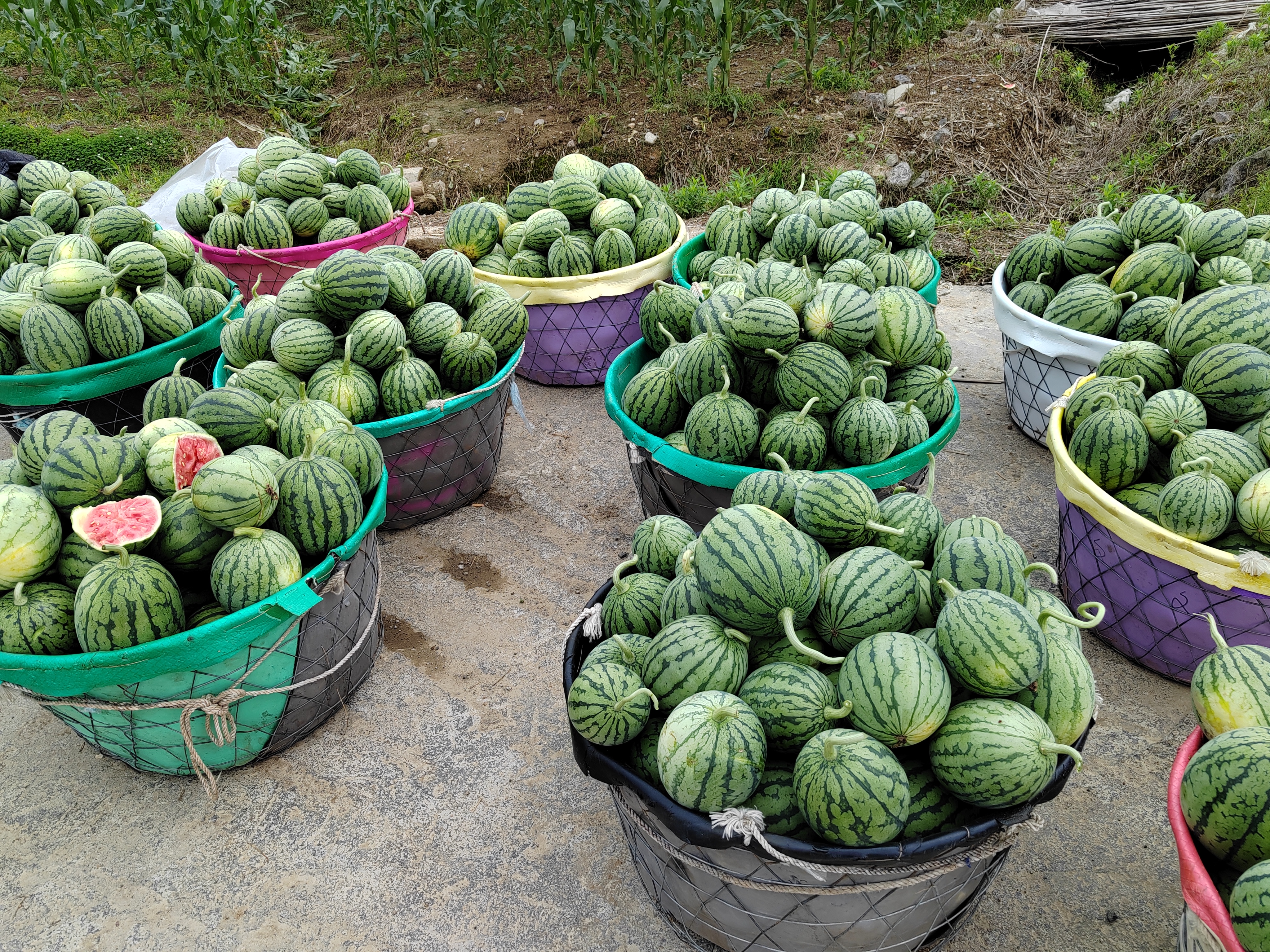 一位消费者正在水果摊前挑选西瓜,手中拿着一个色泽鲜亮的大西瓜 挑选西瓜