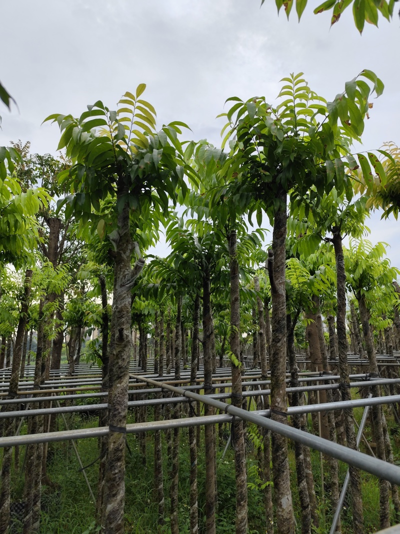 仁面子5-8公分大量出售。基地直销人面子
