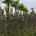 仁面子5-8公分大量出售。基地直销人面子