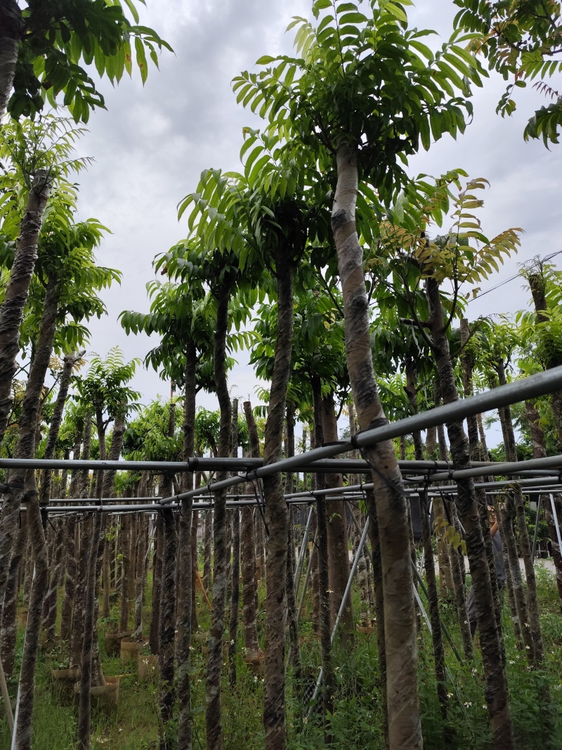 仁面子5-8公分大量出售。基地直销人面子