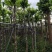 仁面子5-8公分大量出售。基地直销人面子