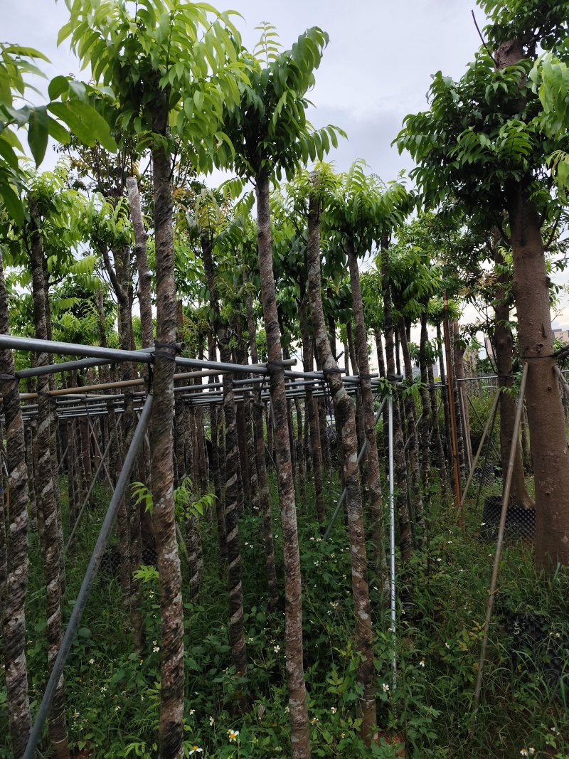 仁面子5-8公分大量出售。基地直销人面子