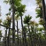 仁面子5-8公分大量出售。基地直销人面子