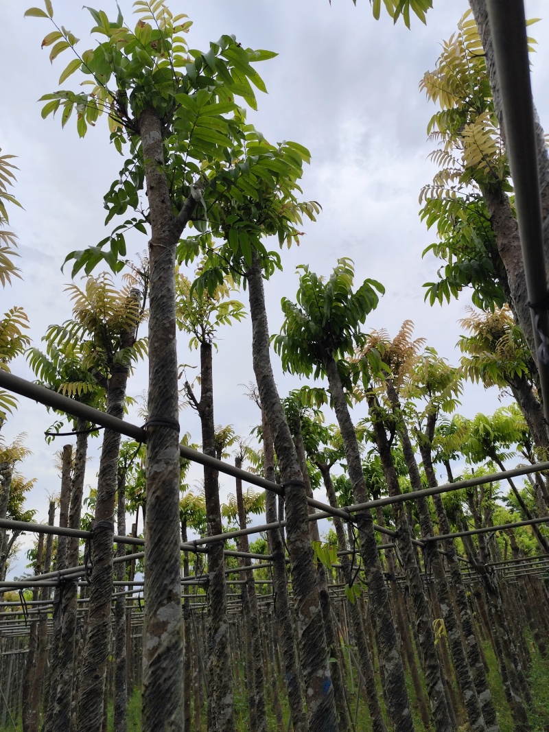 仁面子5-8公分大量出售。基地直销人面子