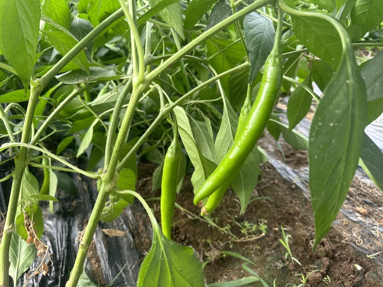 杭椒植株与果实特写