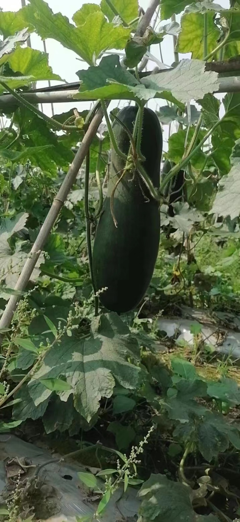 四川大基地青冬瓜大量上市。货源充足，质量好