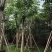 黄山栾树10-15公分骨架货基地直发欢迎实地考察