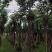 黄山栾树10-15公分骨架货基地直发欢迎实地考察