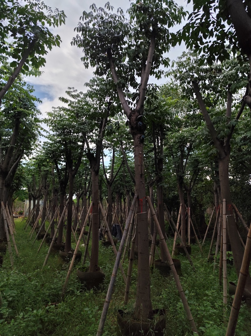 黄山栾树10-15公分骨架货基地直发欢迎实地考察