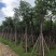 黄山栾树10-15公分骨架货基地直发欢迎实地考察