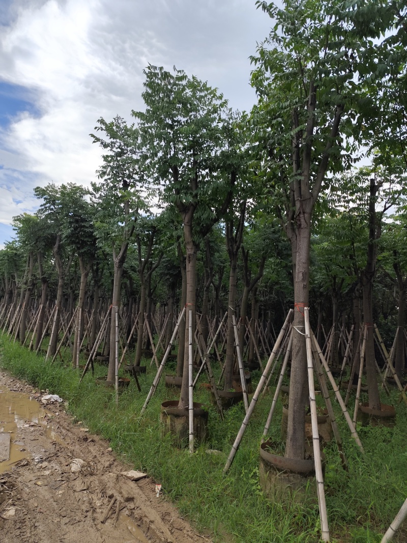 黄山栾树10-15公分骨架货基地直发欢迎实地考察