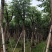 黄山栾树10-15公分骨架货基地直发欢迎实地考察