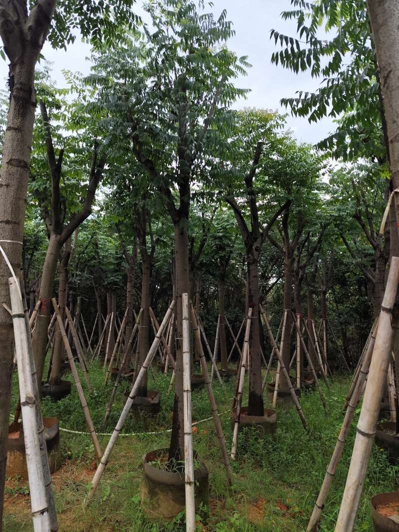 黄山栾树10-15公分骨架货基地直发欢迎实地考察