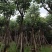 黄山栾树10-15公分骨架货基地直发欢迎实地考察