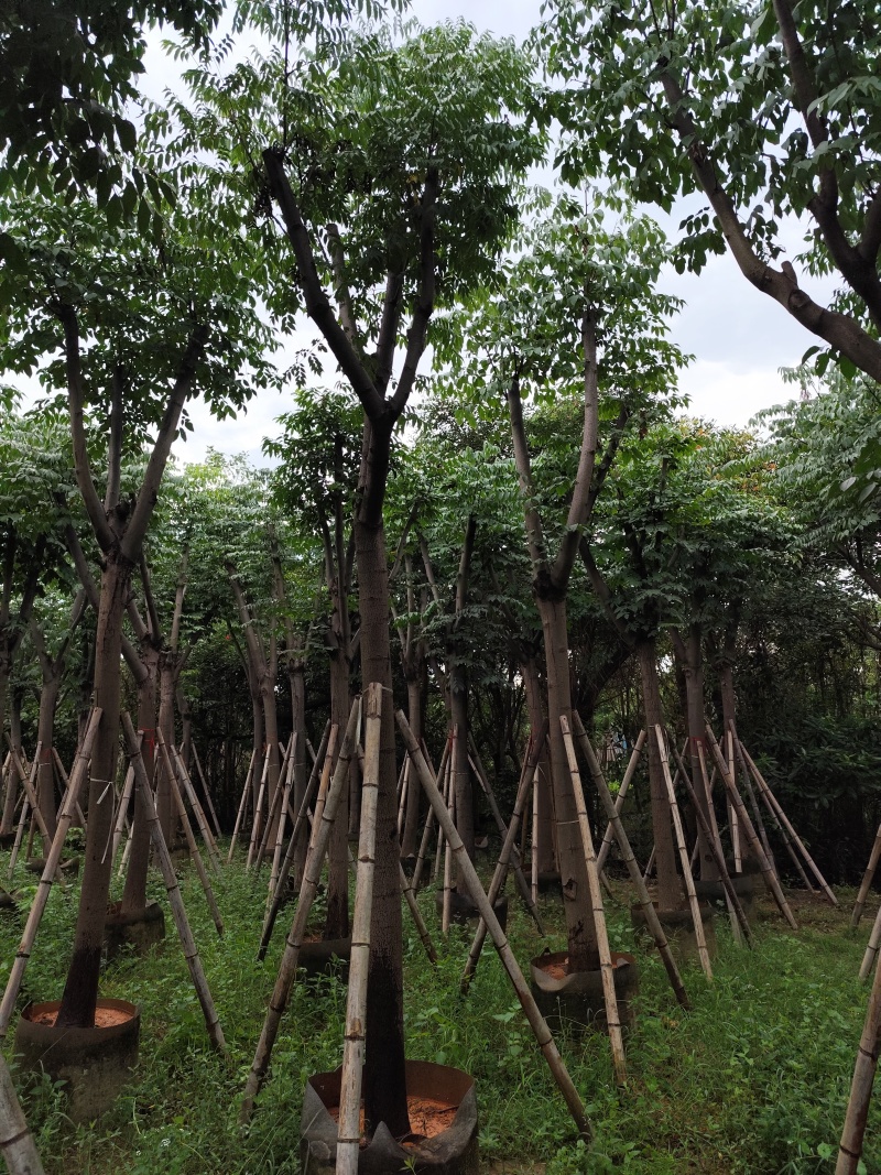 黄山栾树10-15公分骨架货基地直发欢迎实地考察
