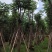 黄山栾树10-15公分骨架货基地直发欢迎实地考察
