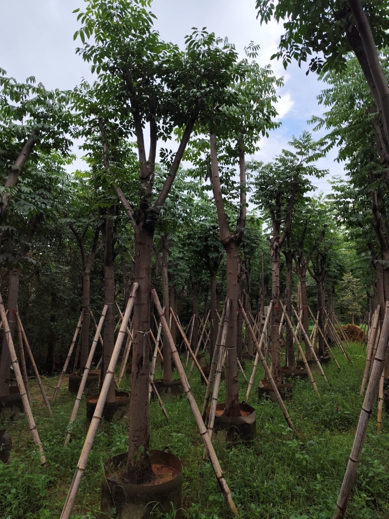 黄山栾树10-15公分骨架货基地直发欢迎实地考察