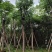 黄山栾树10-15公分骨架货基地直发欢迎实地考察