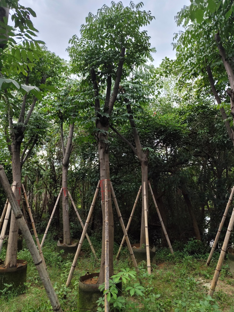 黄山栾树10-15公分骨架货基地直发欢迎实地考察