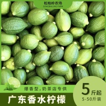 广东无籽香水柠檬产地直批发代办一二级果统果