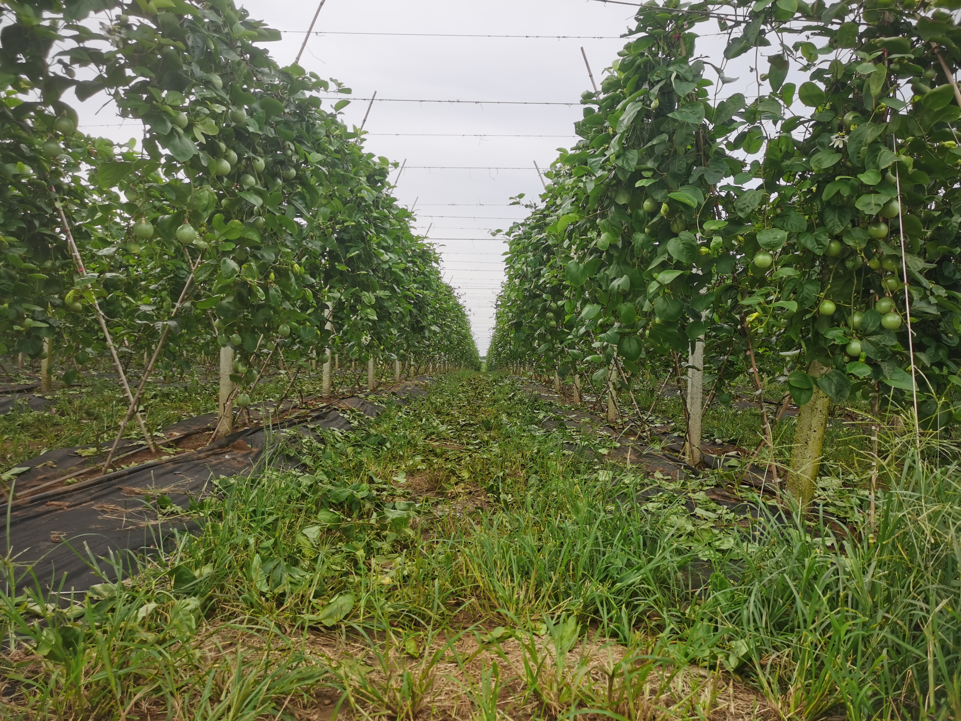 百香果春季灌溉管理示意图