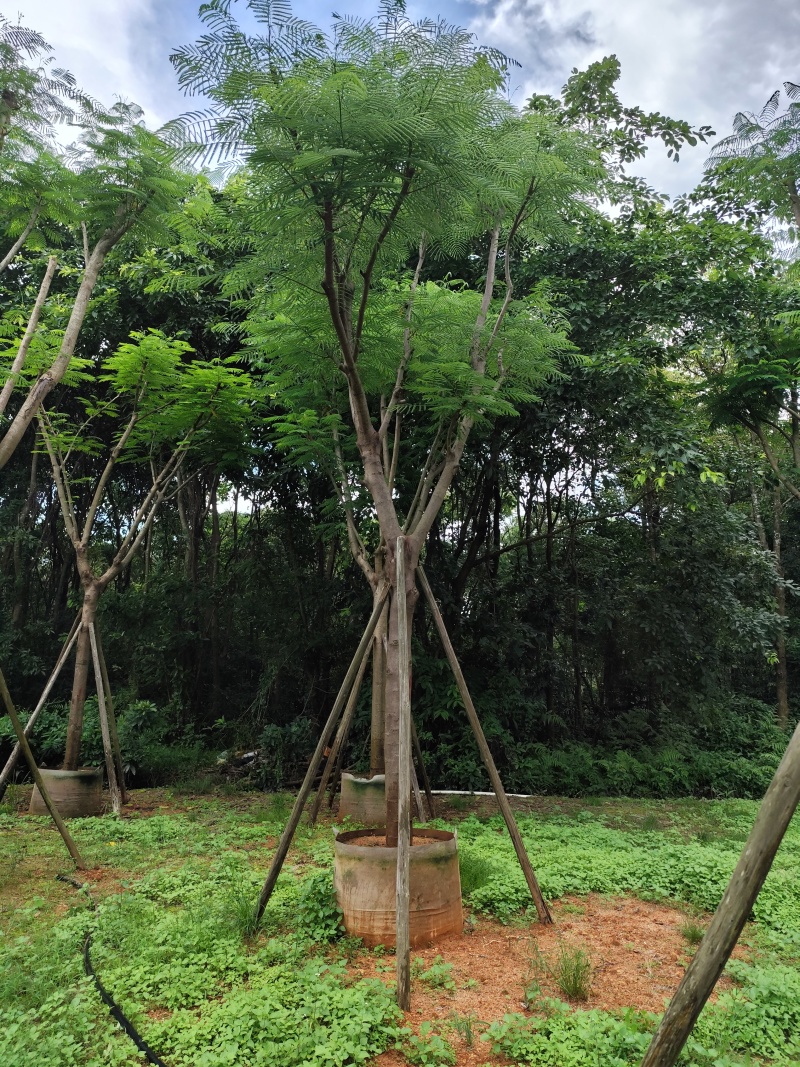 凤凰木大骨架12-20公分出售基地直发，大量供应可视频看