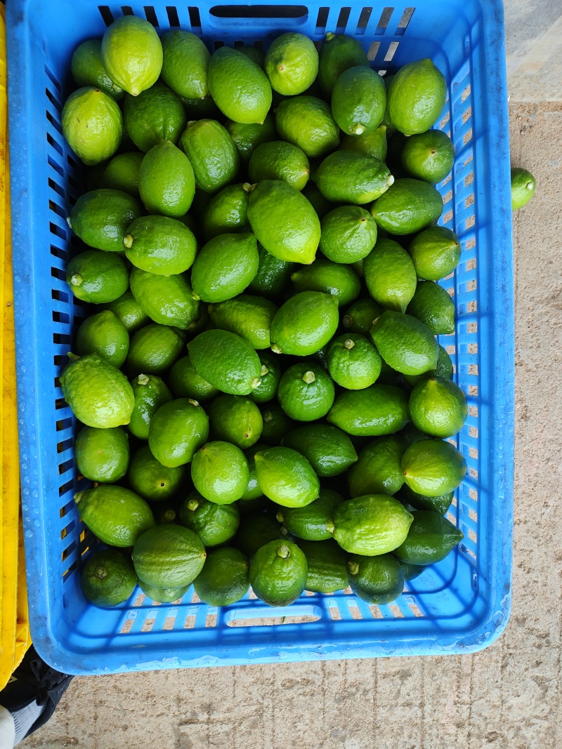 广东无籽香水柠檬产地直批发代办一二级果统果