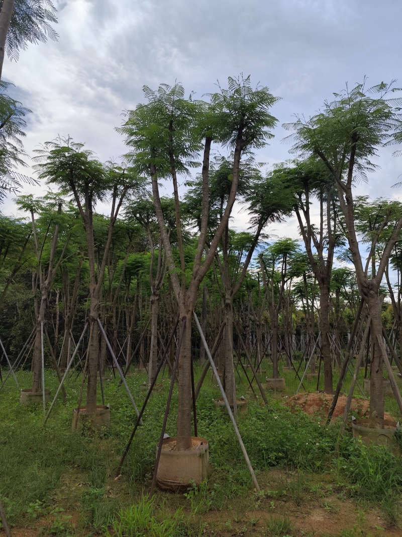 凤凰木大骨架12-20公分出售基地直发，大量供应可视频看