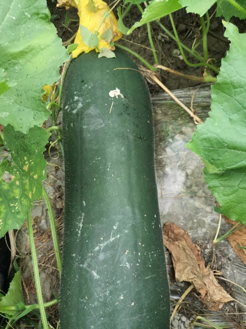 （代办）铁柱冬瓜，百亩大棚货品质量到位非常好，欢迎考察