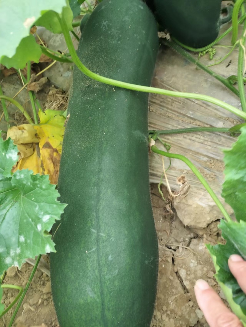 （代办）铁柱冬瓜，百亩大棚货品质量到位非常好，欢迎考察