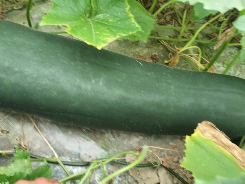 （代办）铁柱冬瓜，百亩大棚货品质量到位非常好，欢迎考察
