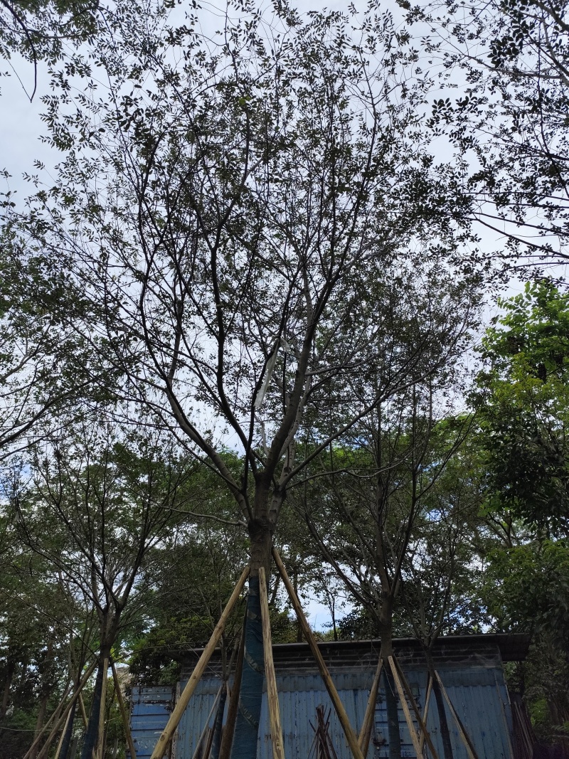 朴树15-16公分规格齐全可长年大量供应欢迎老板看货