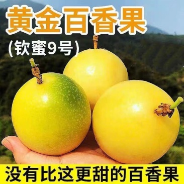 钦密九号黄金百香果大量批发供应！一件代发
