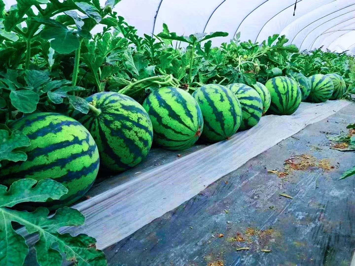 麒麟西瓜温室大棚种植场景