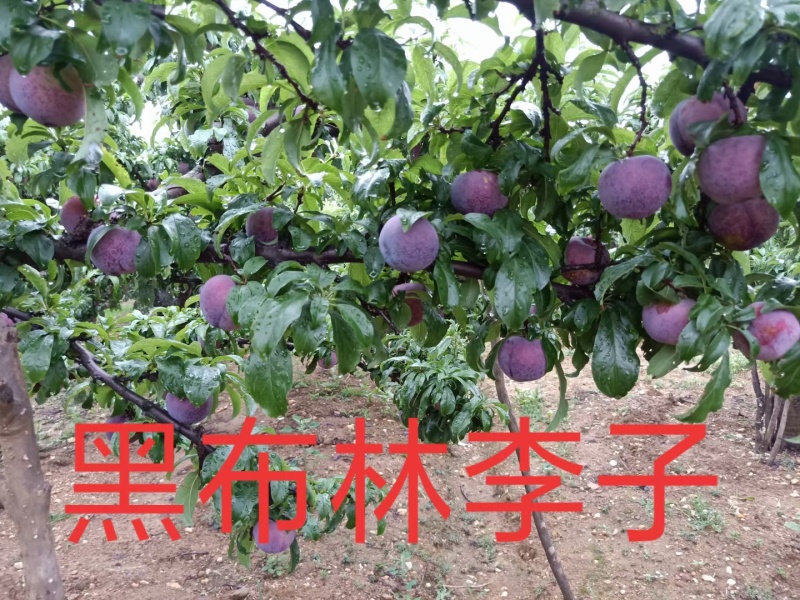 五月脆李子澳洲红