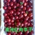 五月脆李子澳洲红