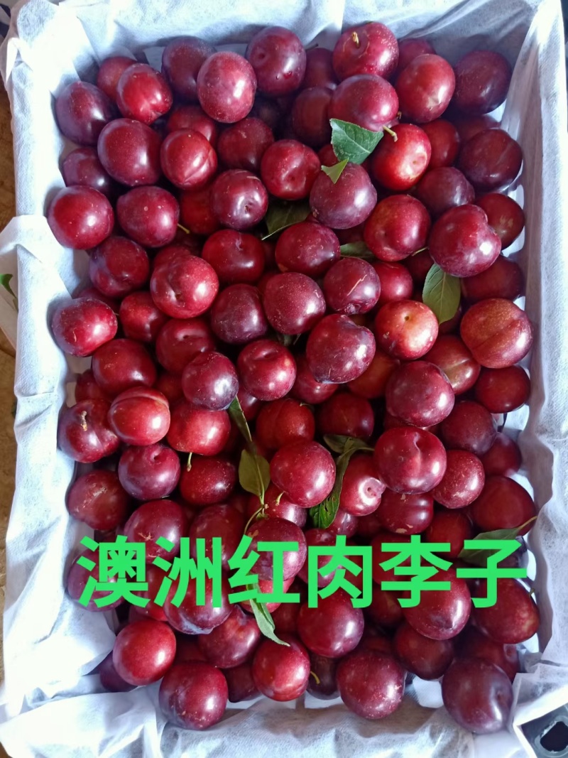 五月脆李子澳洲红