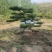 精品造型黑松，山东造型油松基地批发直售一棵也是骨折价
