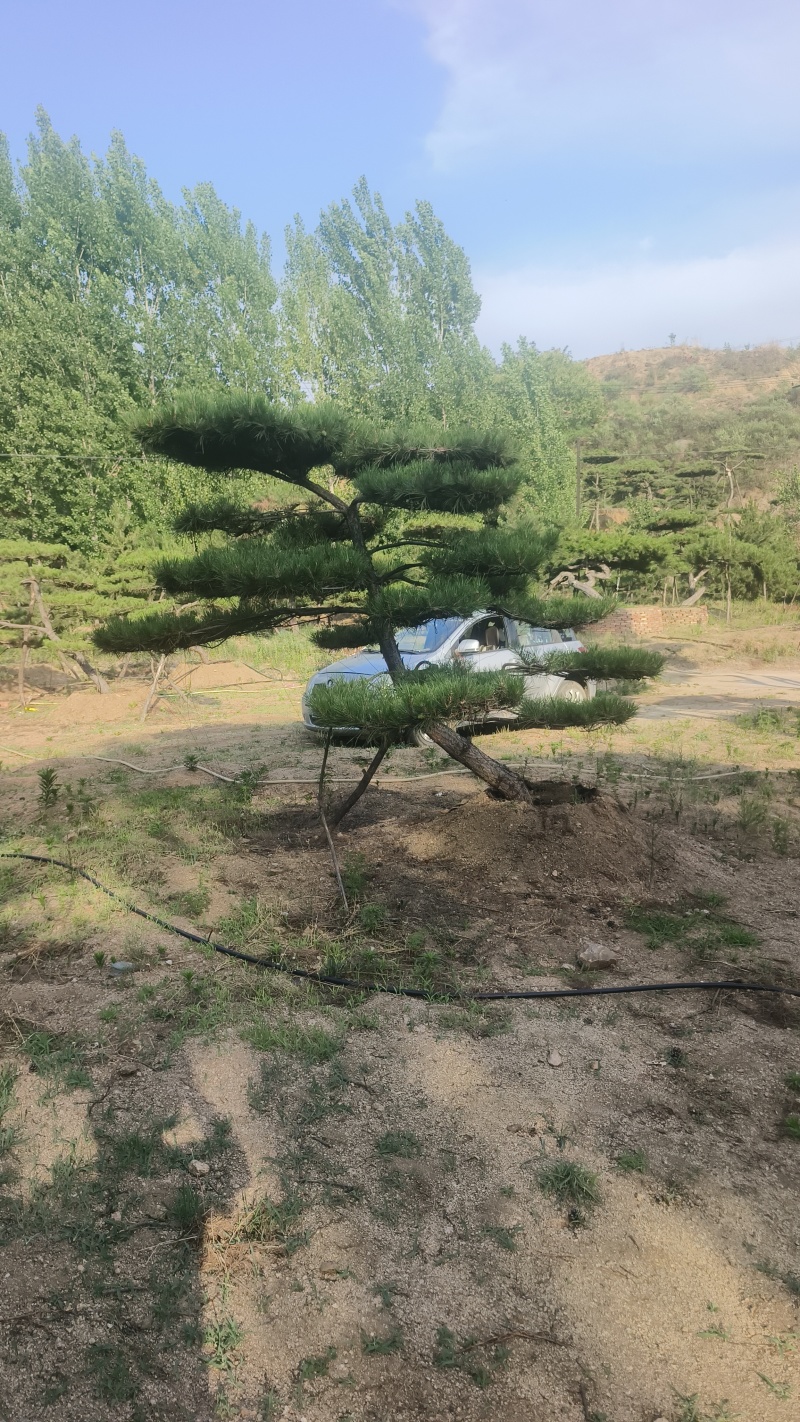 精品造型黑松，山东造型油松基地批发直售一棵也是骨折价