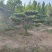 精品造型黑松，山东造型油松基地批发直售一棵也是骨折价