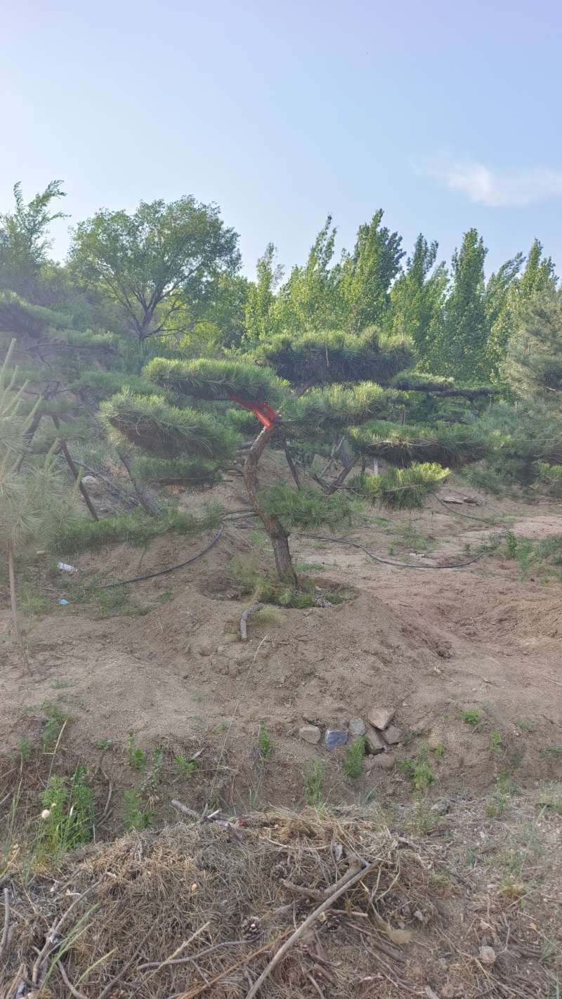 精品造型黑松，山东造型油松基地批发直售一棵也是骨折价